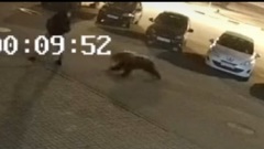 В Ярославле медведь на улице напал на человека