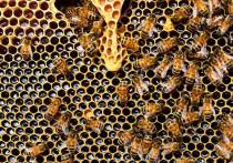 Мёд – самое полезное и, пожалуй, самое древнее лакомство