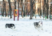 Бродячий пёс рычит, скалит зубы и бросается, а позади него свора собак – такую картину горожане порой видят в парках, во дворах и на улицах Хабаровска