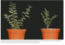 Исследователи обнаружили, что некоторые пустынные растения, присыпанные пылинками, поглощают фосфор на своих листьях и становятся сильнее