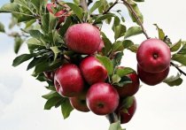 В Подмосковье объявили о начале экологической акции по сбору ненужных яблок