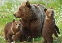 Информация в СМИ, что за время пандемии в Московской области сильно расплодились и осмелели бурые медведи, поэтому жителям стало опасно выходить в лес, оказалась сильно преувеличенной