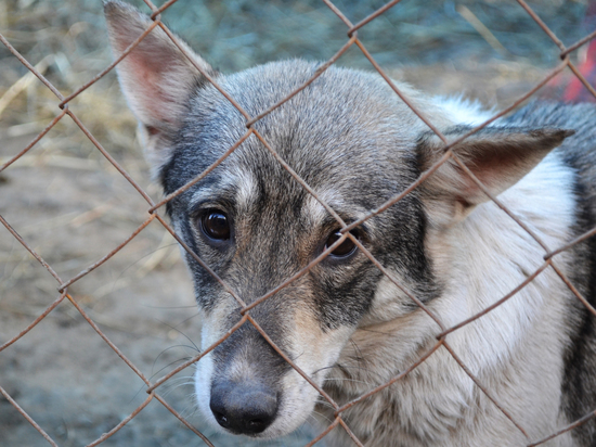 «Выколотые глаза и отрезанные конечности»: что известно о скотомогильнике, где нашли 60 мертвых собак