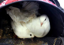 В столичной подземке разыскивают пассажира, который оставил в вагоне двух белых голубей