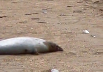 Минприроды Дагестана заявило, что основной версией гибели около 700 особей каспийского тюленя, которые были найдены на берегу в Махачкале в субботу, признаны естественные природные факторы
