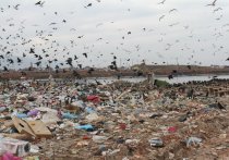 Обещаниям региональных властей решить проблему вывоза и утилизации мусора население уже не верит