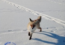 В Селенгинском районе  Республики Бурятия хитрая лиса устроила охоту за добычей местных рыбаков на Гусином озере