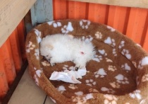 На остановке общественного транспорта в Тульской области нашли замёрзшего насмерть щенка