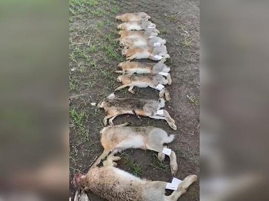 На Дону возбудили уголовное дело по факту массовой гибели зайцев