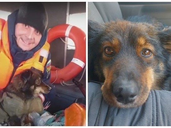 «В глазах читается благодарность»: в Новосибирске спасли собаку, которую на острове чуть не заклевали вороны