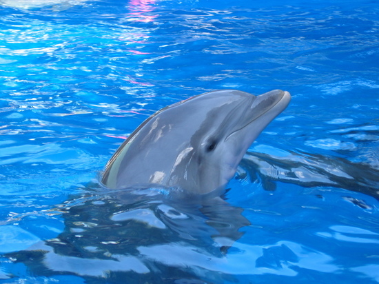 МВД: мертвый дельфин в Севастополе не из дельфинария