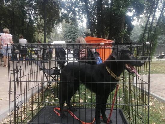 Власти Владикавказа прокомментировали ситуацию с отловом бродячих собак