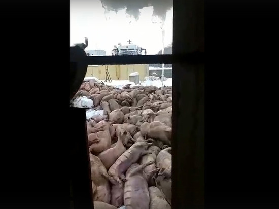 В Марий Эл на Шелангерской свиноферме погибло почти 1,5 тысячи свиней