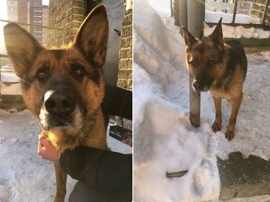 Собаку из 13-го трамвая в Новосибирске забрали домой и назвали Пальмой