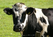 Новый точный способ оценки и отбора коров для машинного доения придумали ученые Казанской государственной академии ветеринарной медицины имени...