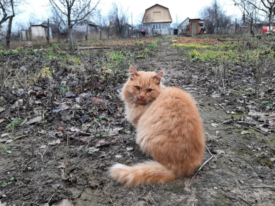 Животный страх: возле саратовского приюта нашли более 80 мерзлых трупов кошек и собак