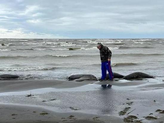 В прошлом году на пляже в Махачкале было найдено 700 туш тюленей, сейчас число жертв животных достигает уже тысячи