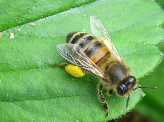 Значимость пчел для жизни человека трудно переоценить