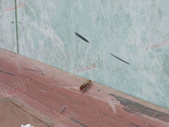 Состояние оккупированной тараканами школы шокировало кемеровчан