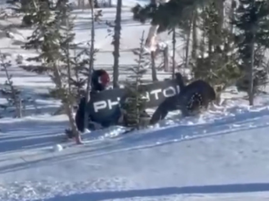 Глухарь атаковал новосибирского сноубордиста в Шерегеше