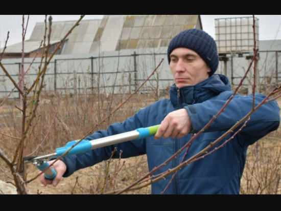 Садовод из белгородского поселка Борисовка посадит больше плодовых деревьев благодаря соцконтракту