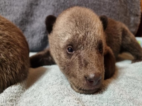 Охотник нашел в лесу двух новорожденных медвежат