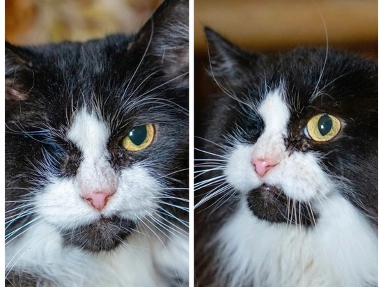 Спасли из ада: коту без глаза второй год ищут хозяина в Новосибирске