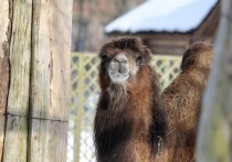 С 15 марта Калининградский зоопарк будет принимать гостей на час дольше