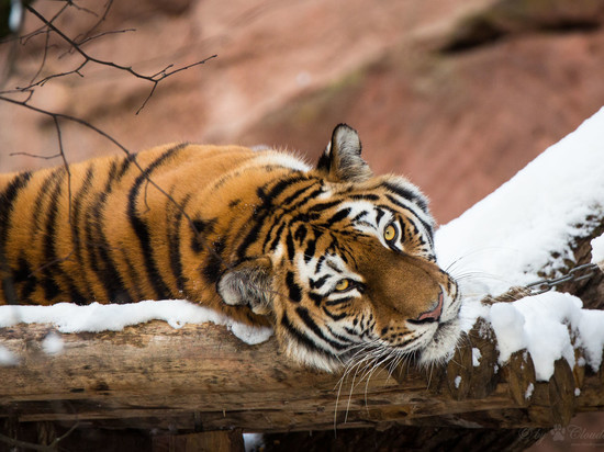 Тигрица из приморского сафари-парка слепила гигантский снежок и попала на видео