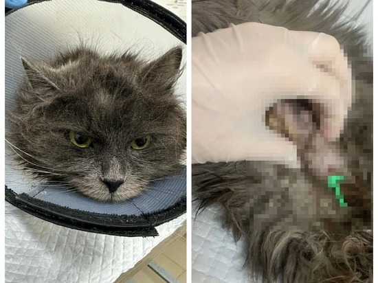 В Новосибирске волонтёры спасли кошку Дымку, заражённую чумой