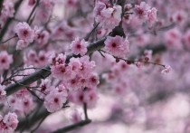 В Калининградской администрации назвали места, где можно увидеть цветущую сакуру