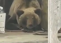 В поселке Ганалы Елизовского района Камчатки в одном из дворов поселился медведь