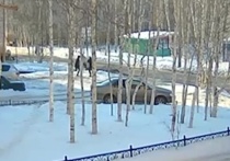 За покушение на убийство в Якутии задержан студент медколледжа

