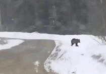 Медведь был замечен в Томской области возле деревни Петропавловка