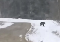 Число встреч с медведями на дорогах Томской области растет, поскольку косолапые начинают выходить из зимней спячки