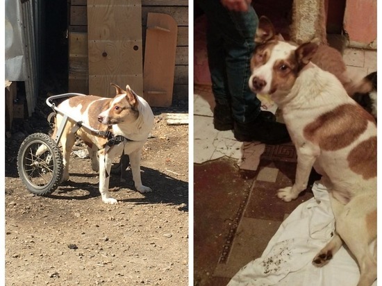 В Новосибирске волонтёры спасают слабовидящую собаку на коляске