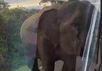 На острове Шри-Ланка местный слон совершил разбойное нападение на автобус с россиянами, сообщает REN