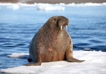 Для сохранения лежбища моржей в России создали природный заказник «Тиутей-Яхинский», передает «Ямал-1».