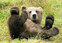 В Мурманской области запечатлели медведицу с медвежатами, гуляющих вдоль дороги. Хищники бродили в 2 километрах от населенного пункта.