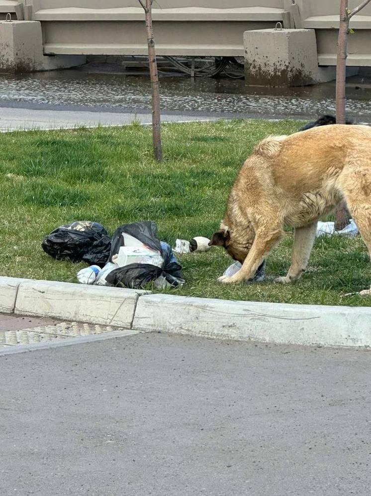 Красноярцам отказали в отлове бездомных собак в ЖК «Южный берег»