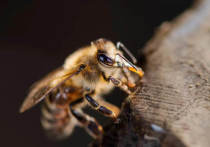 Некачественное информирование пчеловодов о проведении обработок полей пестицидами со стороны агрофирм могло привести к гибели пчёл