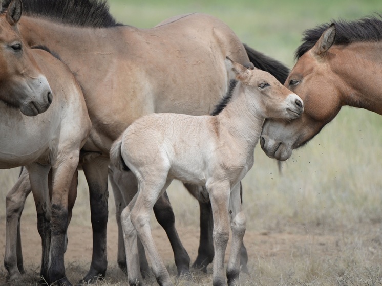 В Оренбуржье с рождением жеребенка численность лошадей Пржевальского достигла сотни