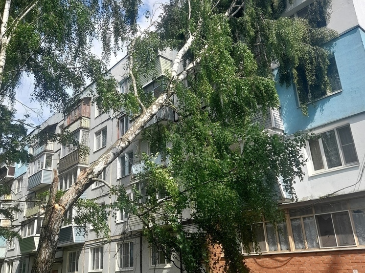 На улице Забайкальской в Рязани береза упала на пятиэтажный жилой дом