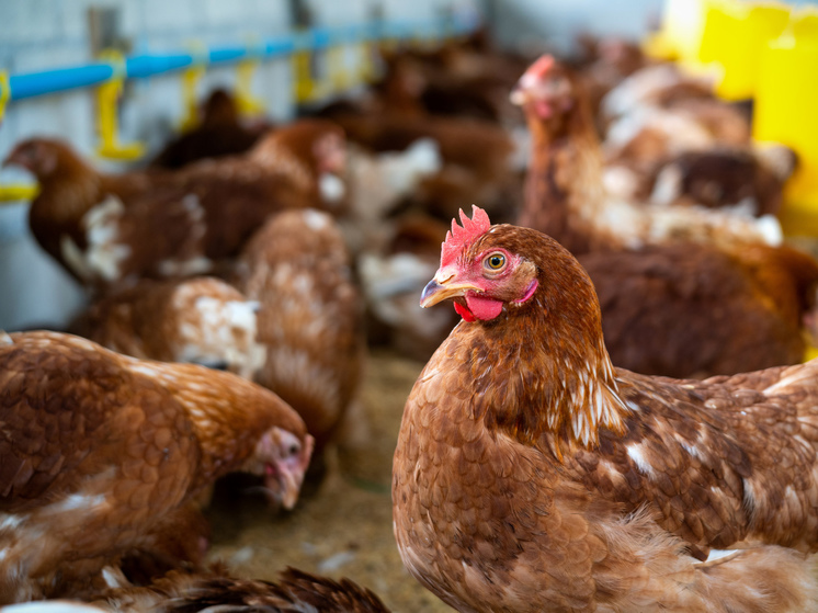 Налоговая служба попросила суд признать банкротом птицефабрику «Лебяжье» в Ломоносовском районе. Об этом сообщил «Коммерсант».