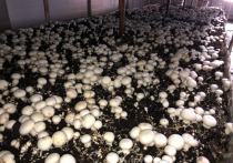 Первое в Хабаровском крае предприятие в крае по выращиванию шампиньонов планирует повысить объем выращивания грибов за счет государственной субсидии. Об этом сообщили в правительстве региона.