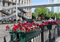 Около миллиона цветов посадили во всех районах Хабаровска, сообщили в мэрии краевой столицы. Такое количество цветов украшает город впервые.