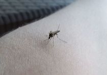 Лихорадку денге не стоит опасаться, так как при своевременном обращении к врачу она быстро лечится. Об этом «МК в Питере» сообщила иммунолог Ирина Ярцева.