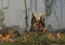 Ущерб от лесных пожаров, произошедших в Егорьевском районе в июне этого года, составил 473,1 млн рублей