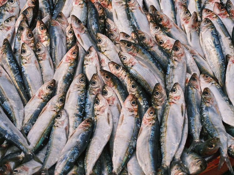 В Алтайском крае пресекли незаконную перевозку рыбы и колбасы