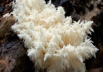 В лесах Московской области грибники стали чаще встречать краснокнижный гриб ежовик коралловидный